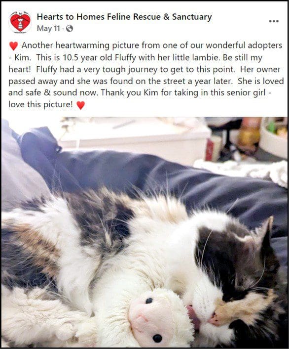 Heartwarming story and photo of cat who was abandoned after owner died